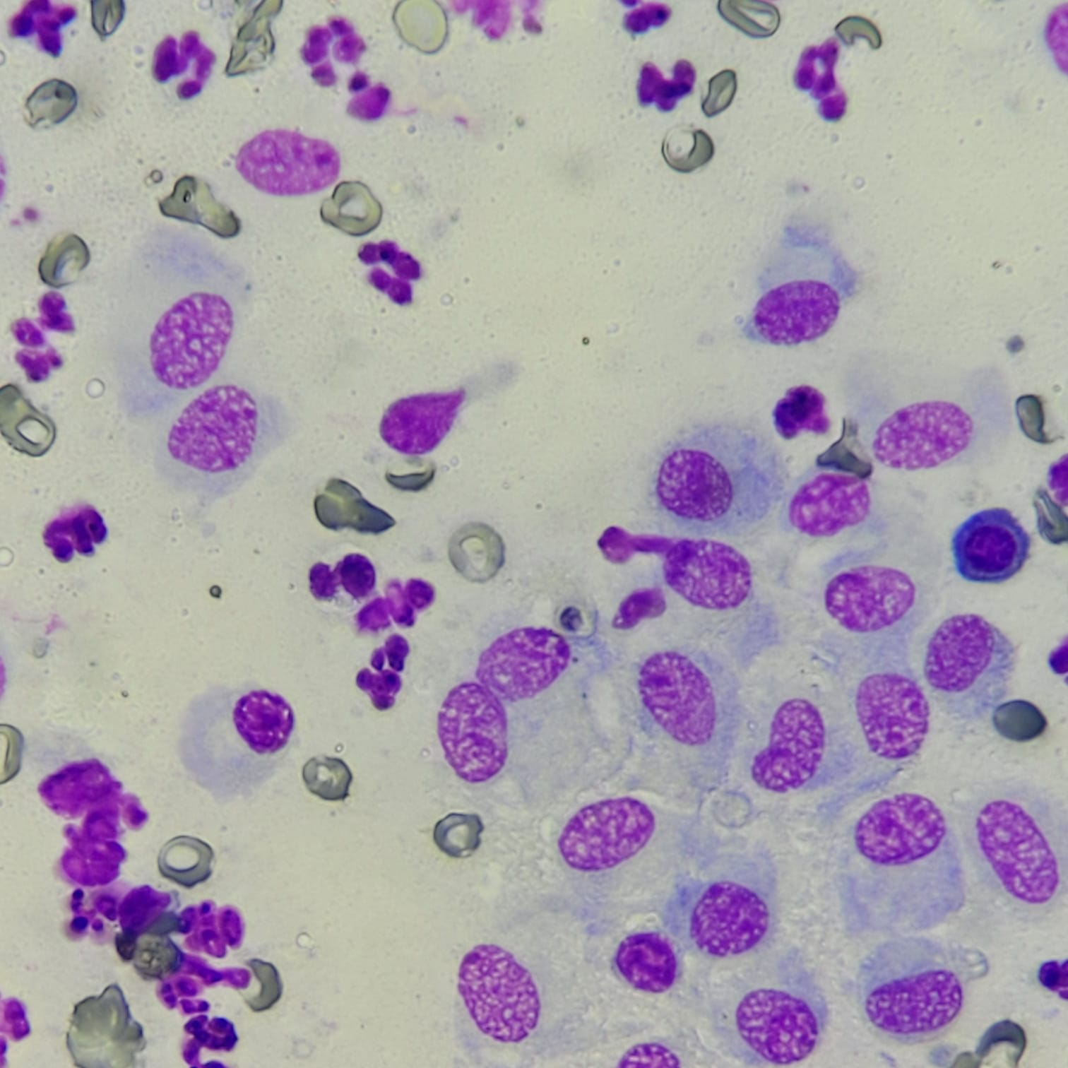 Citopatologia